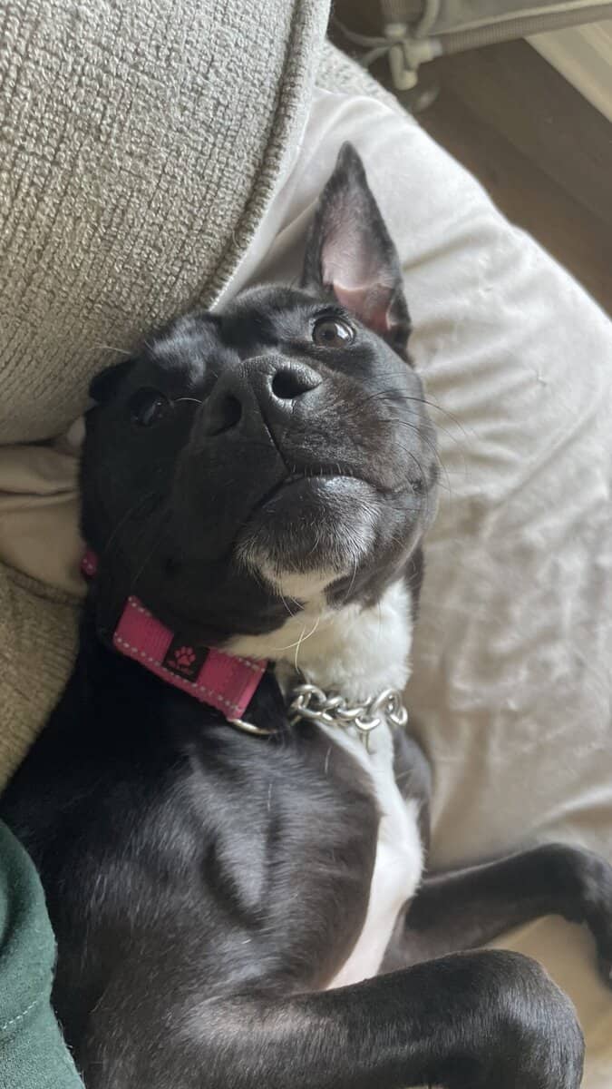 Puppy puddin pop image 21