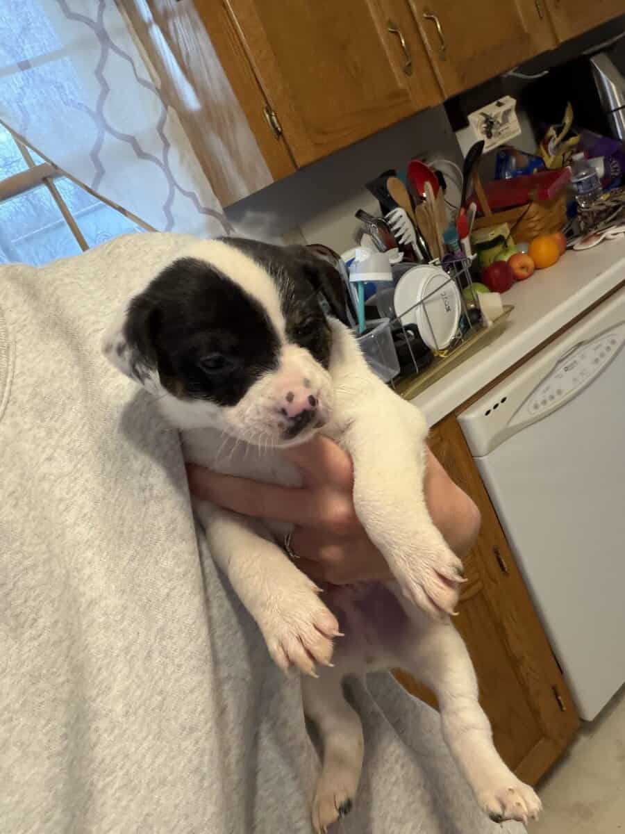 Puppies image 1