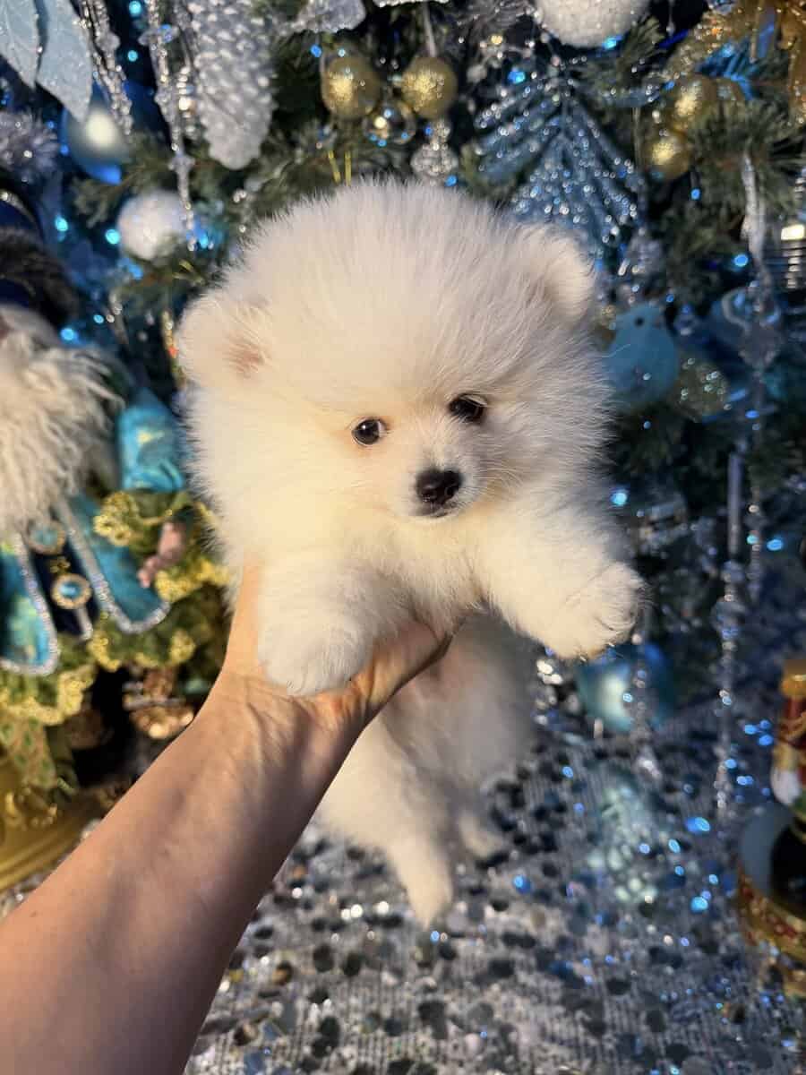 Pomeranian puppy. image 5