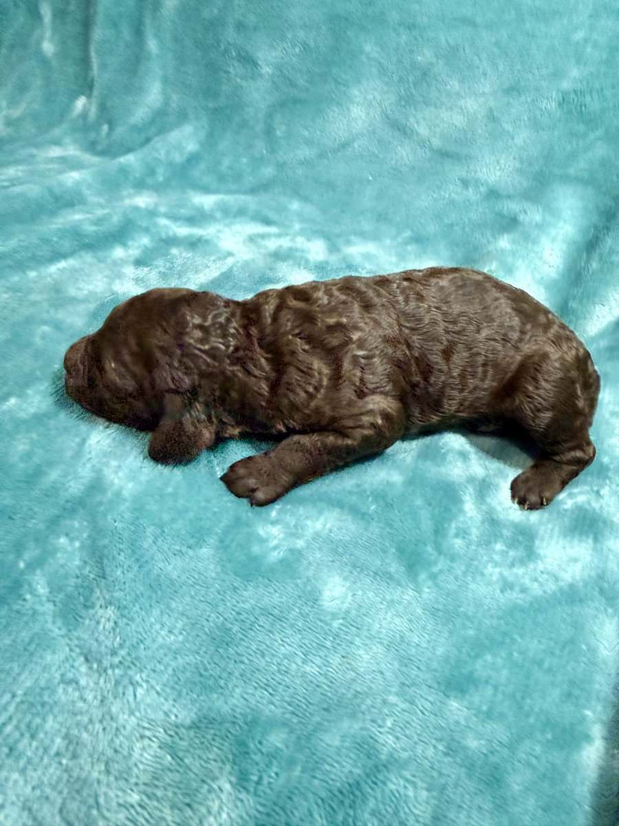 Chocolate Standard Poodle image 2