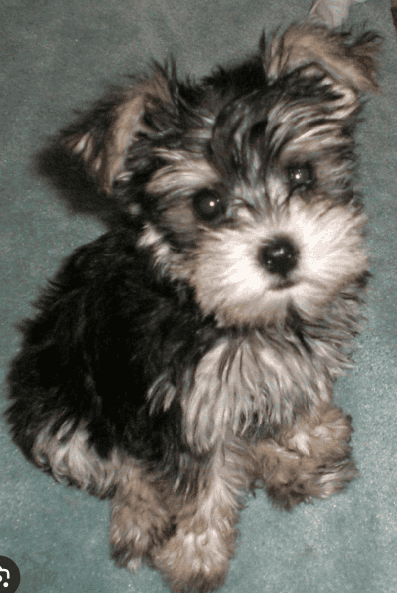 Snorkies image 1
