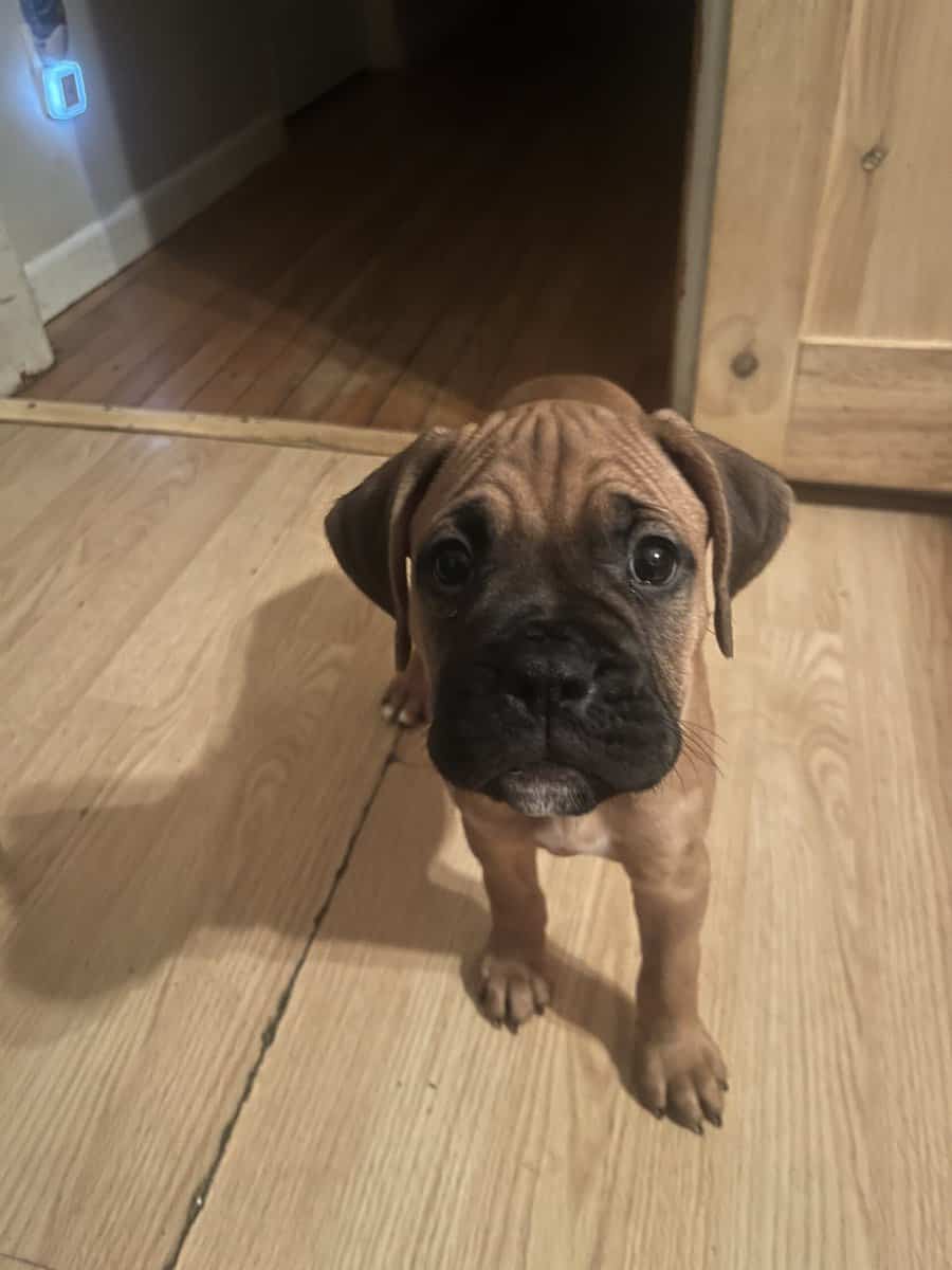 Boxer puppies image 12