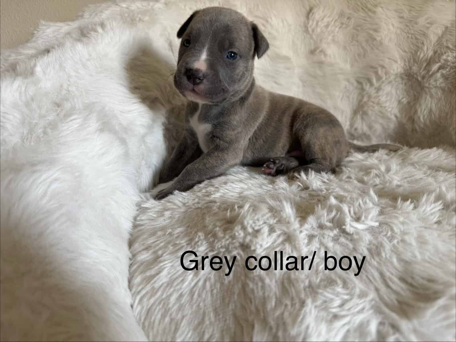 Bandog Puppies image 11