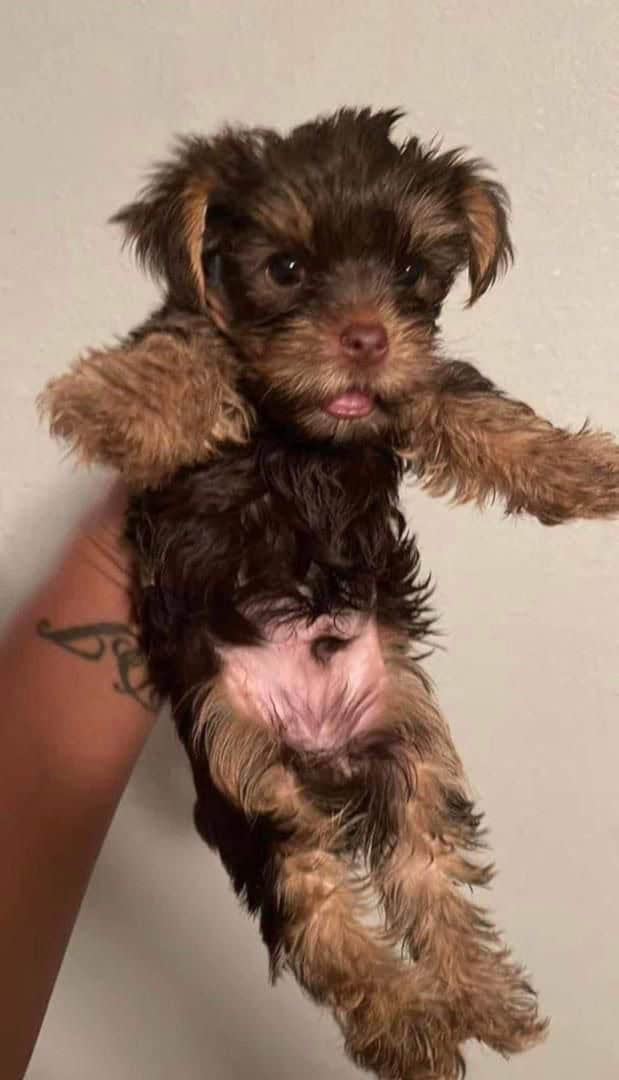 Yorkies image 2