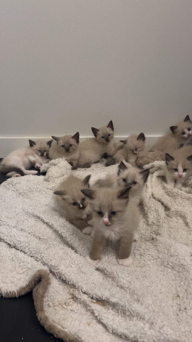Ragdoll/ Siamese Kittens image 2