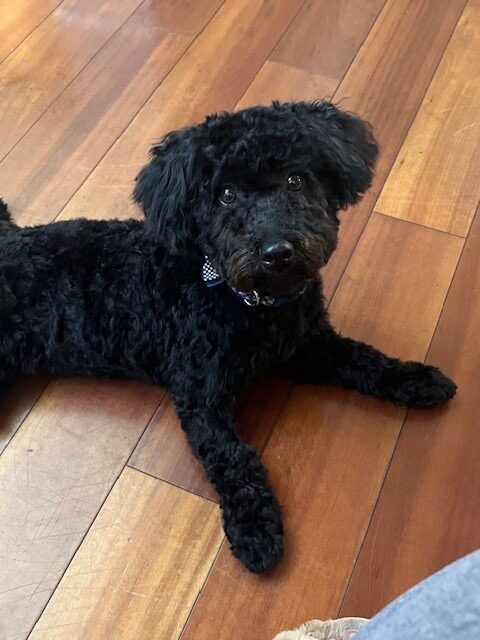 Maltipoo Available: Your New Best Friend Awaits! image 1