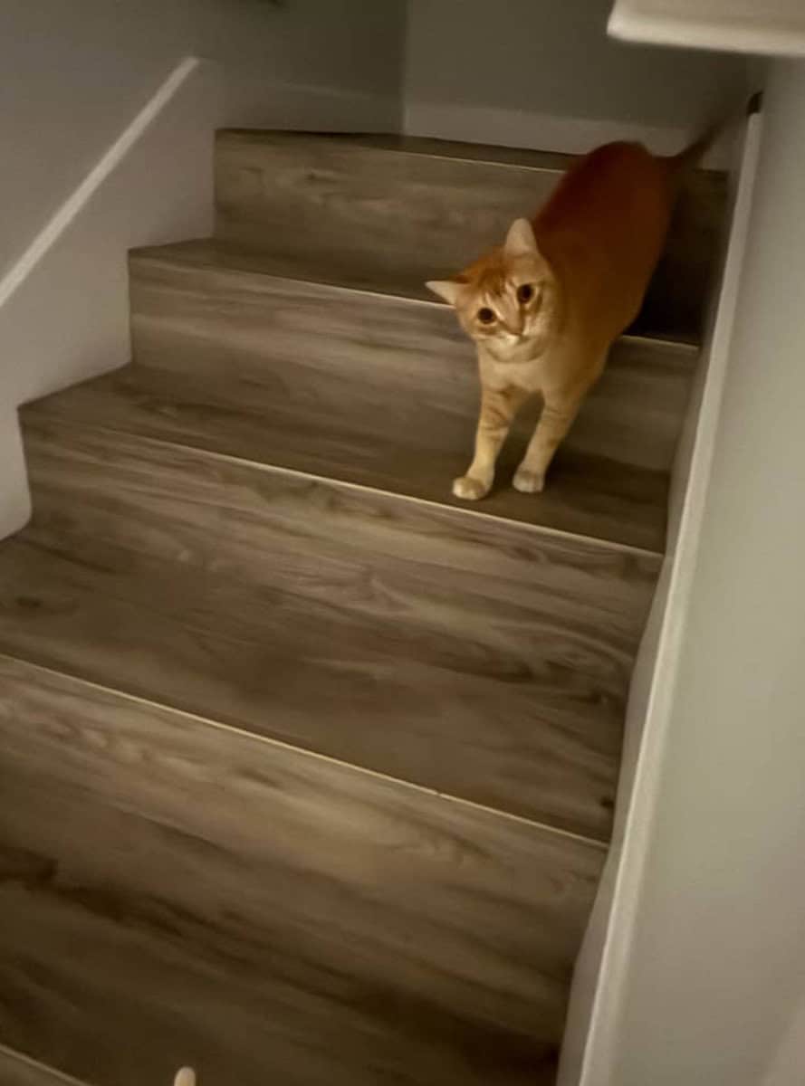1 year old American Short hair cat (Orange) Free! image 4