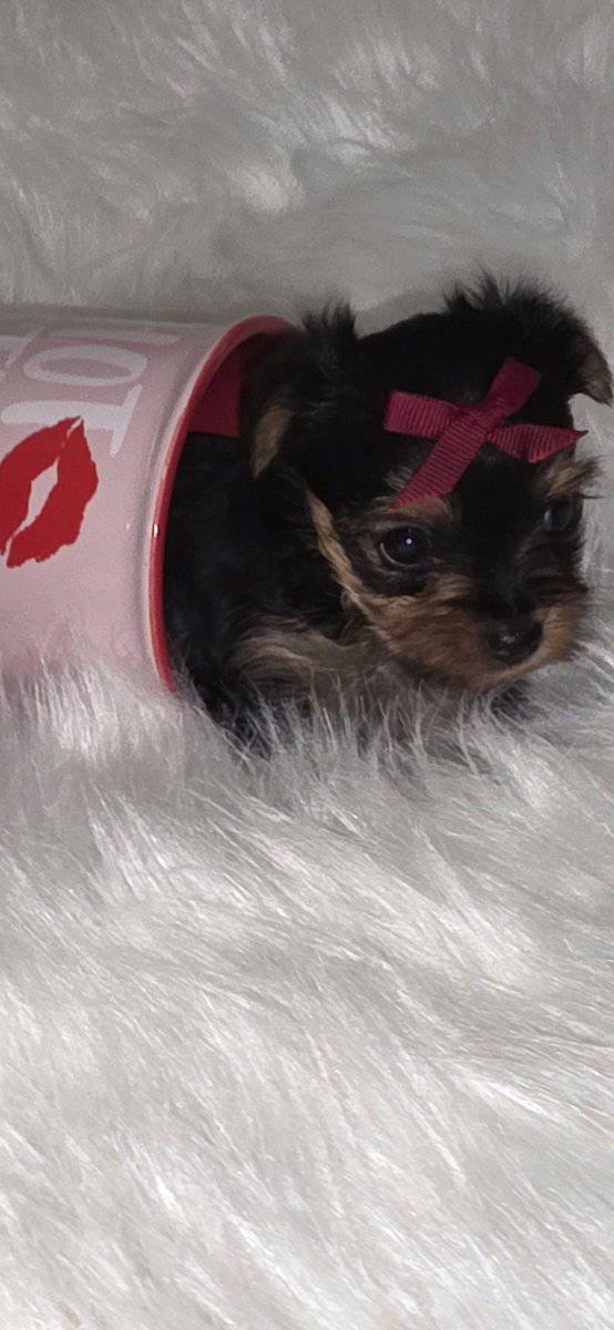 AKC tiny teacup yorkie image 1
