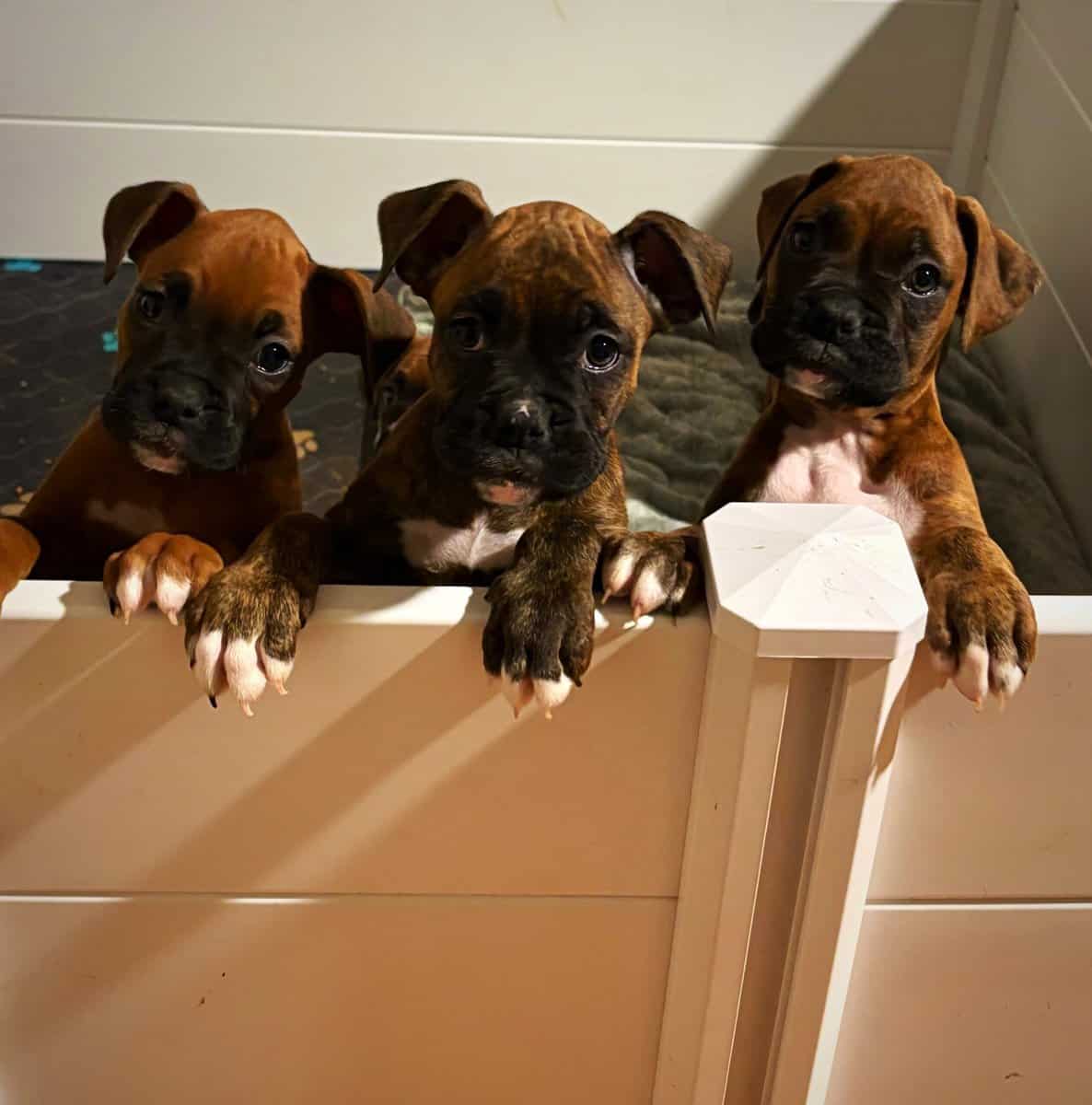 Boxer puppies image 1