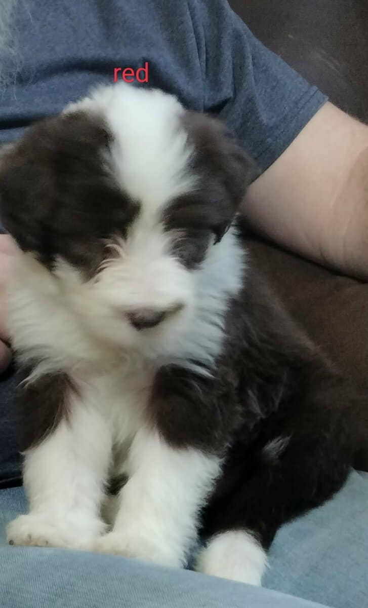 Bearded collie puppies image 6