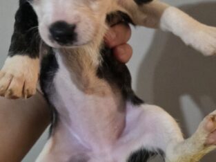 Chihuahua/Boston Terrier Mix Puppies