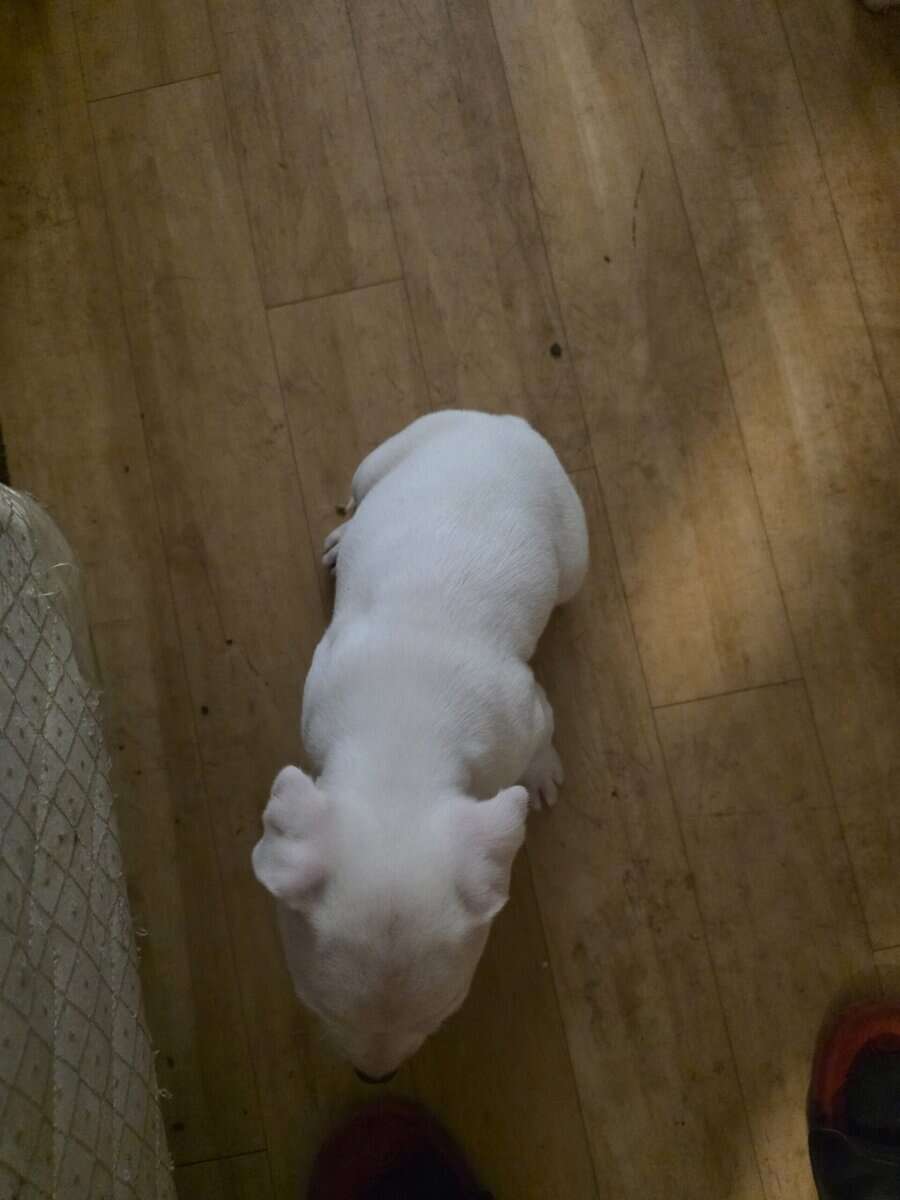 pitbull puppies for adoption image 5