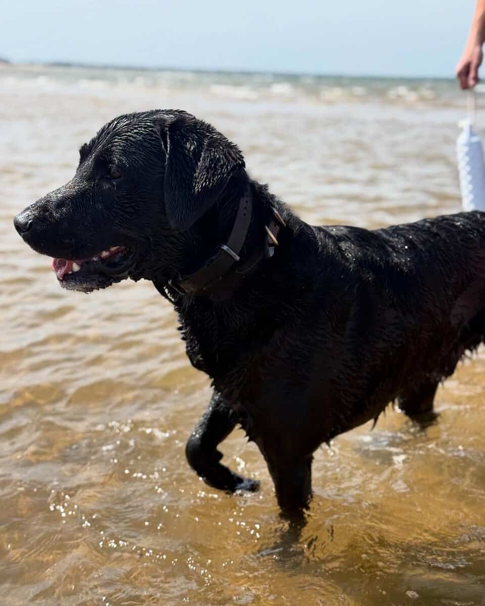 2 yr old lab mix image 4