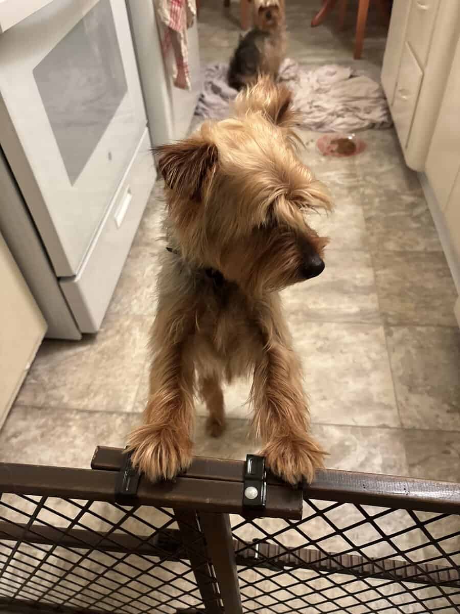 Amazing Bonded Yorkie brother image 3