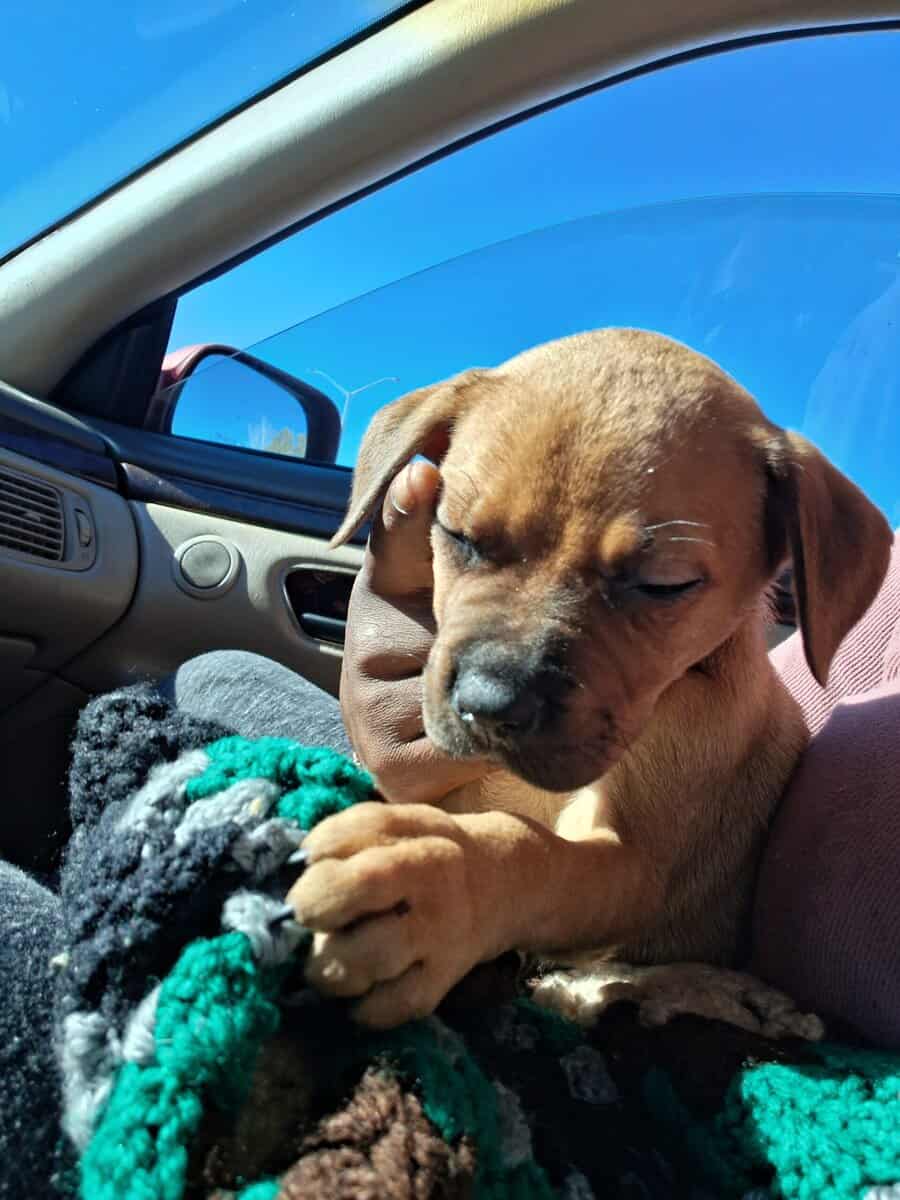 Lab & Pit puppy 6 weeks old female image 1