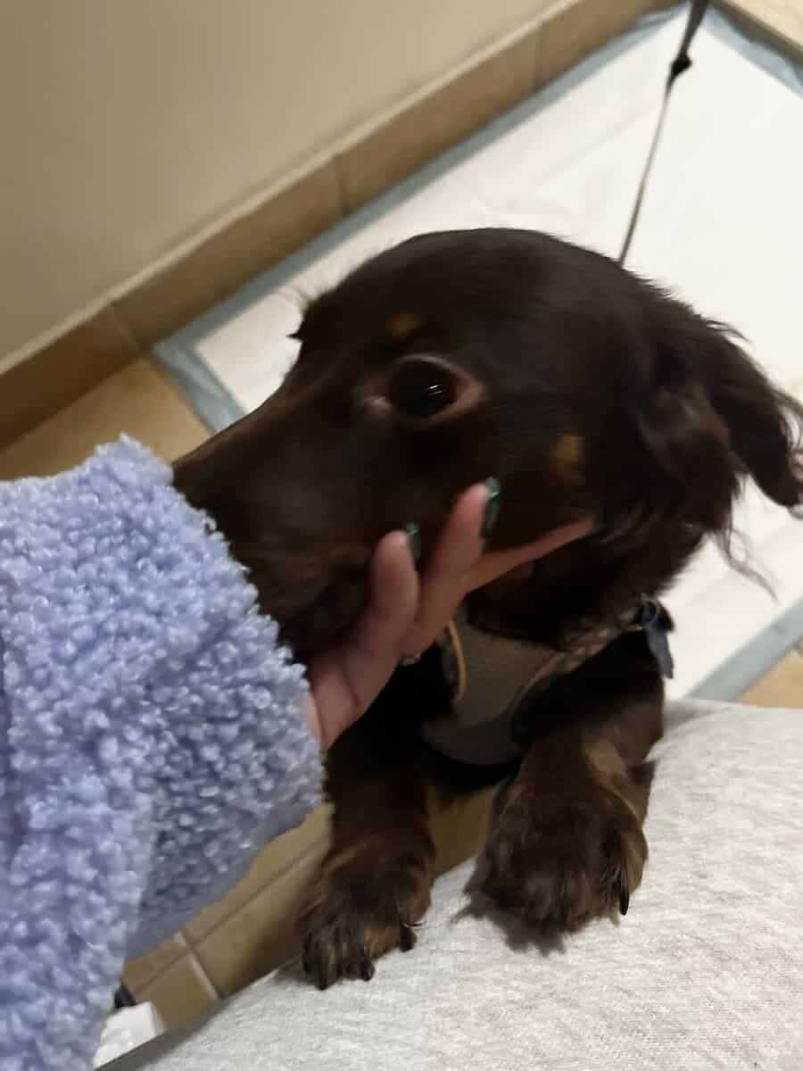 Mini Dachshund Puppy 10 months image 6