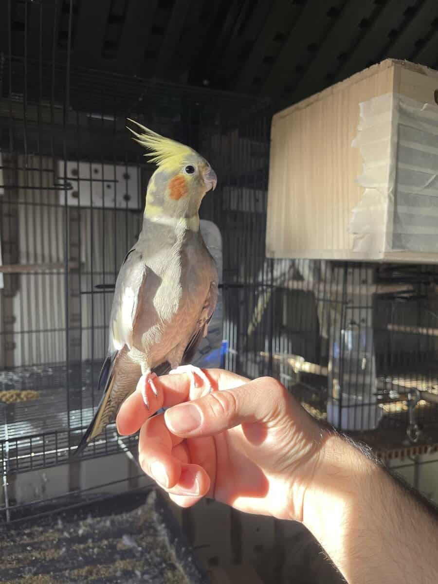 Fully tame female cockatiel image 2