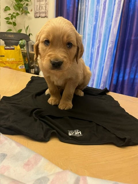 Golden Retriever Puppies image 4