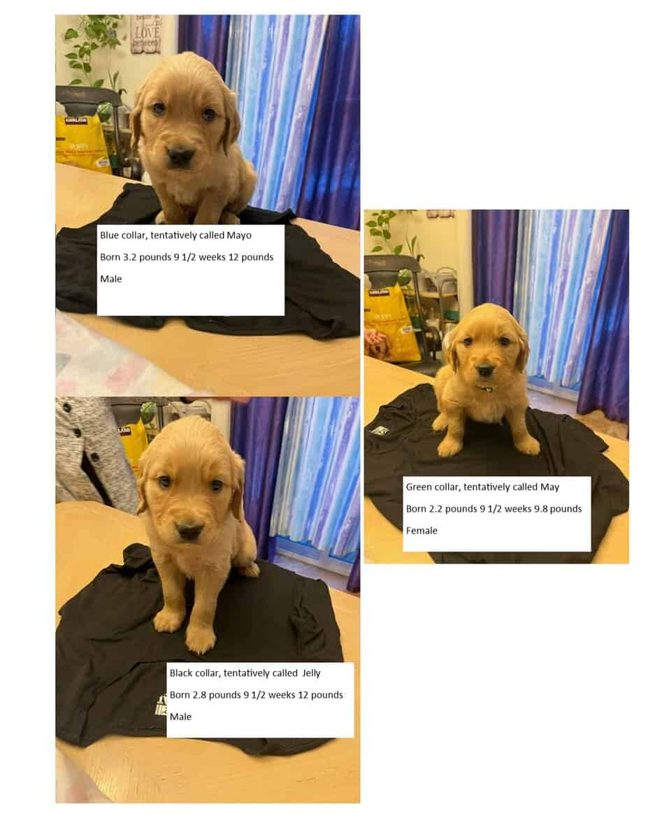 Golden Retriever Puppies image 2
