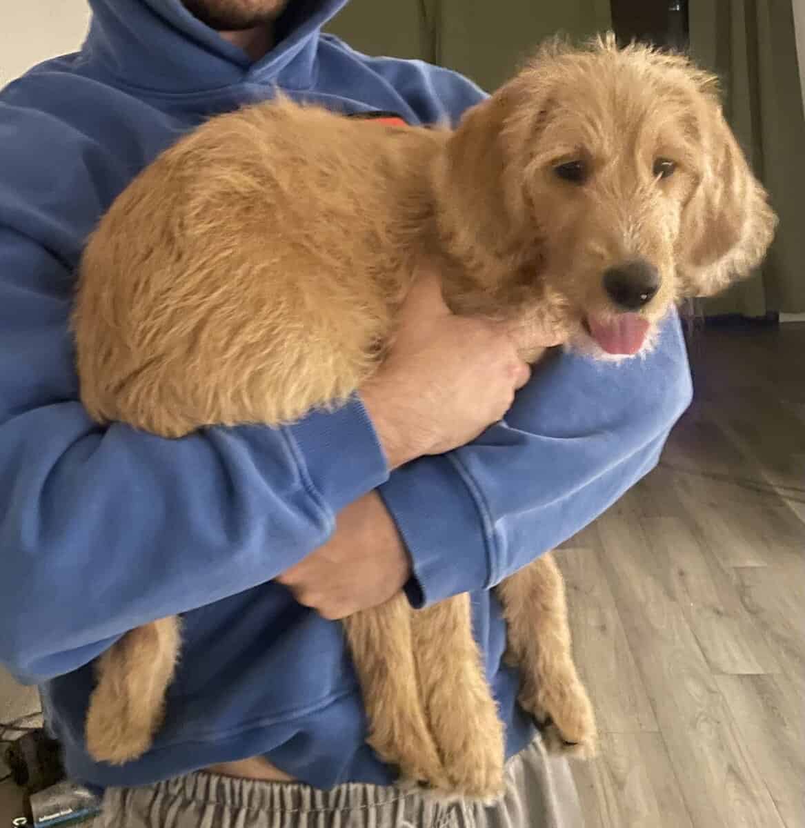 Doodle Puppy Looking for Good Home image 2