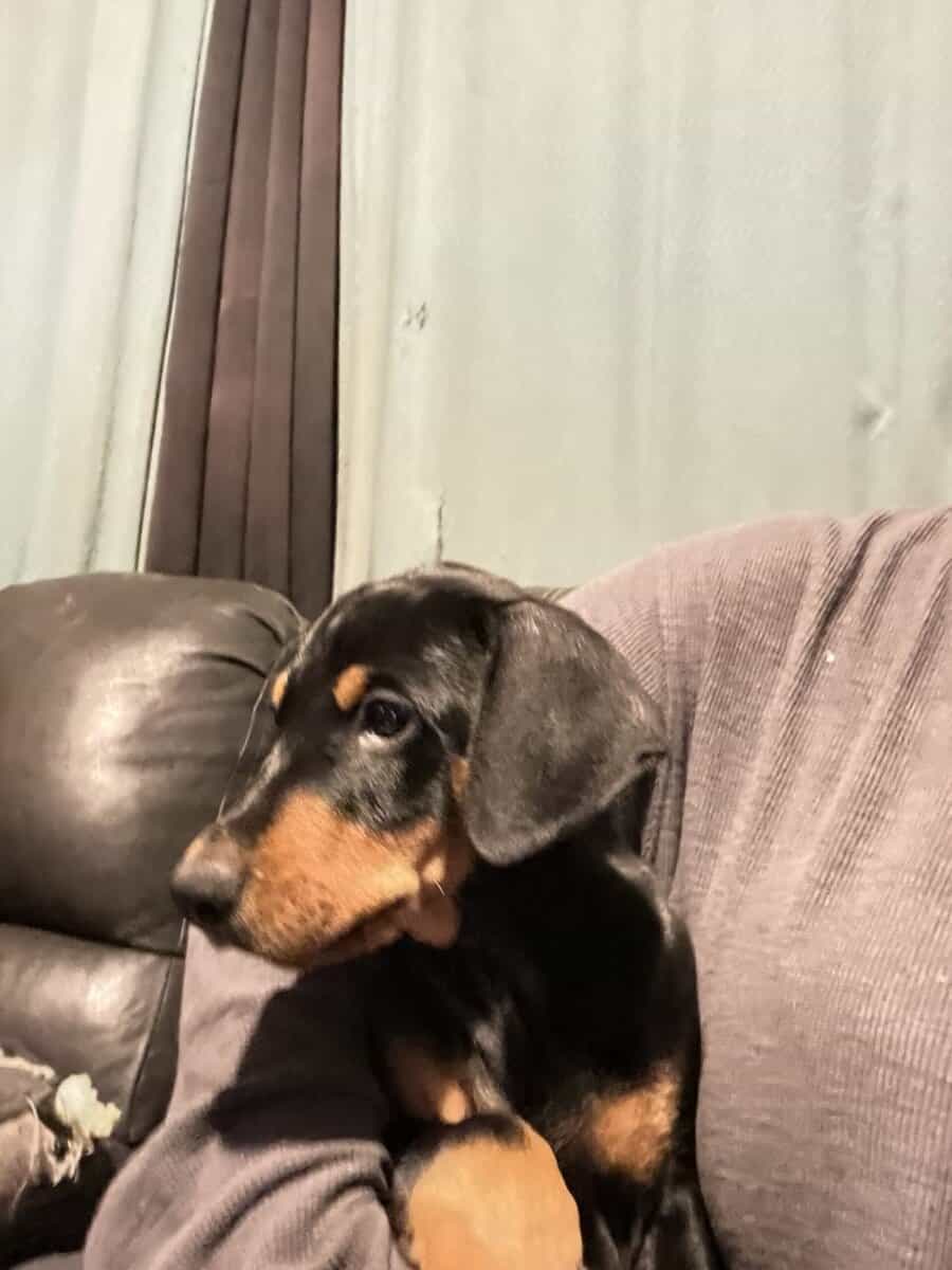 Doberman Puppies image 3