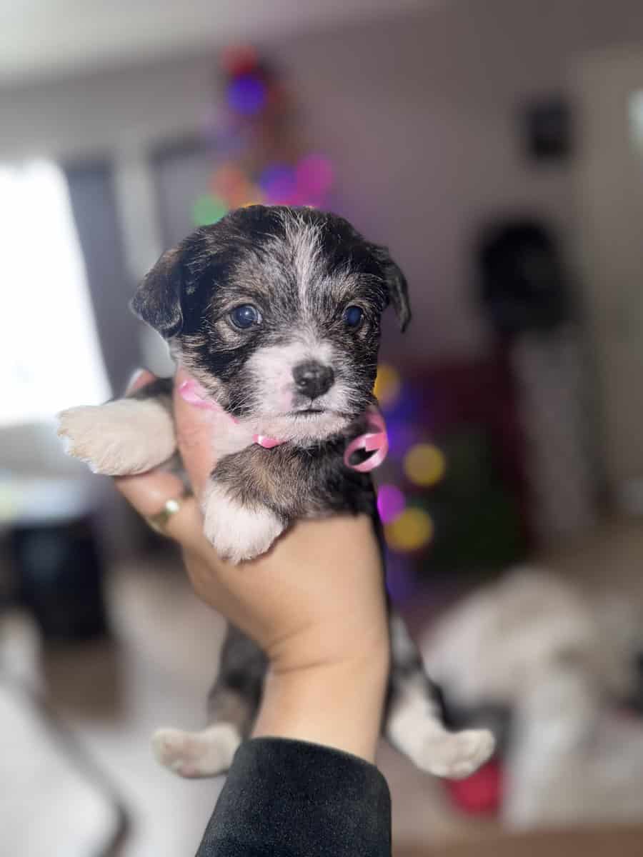 Maltipoo mix with chihuahua image 3