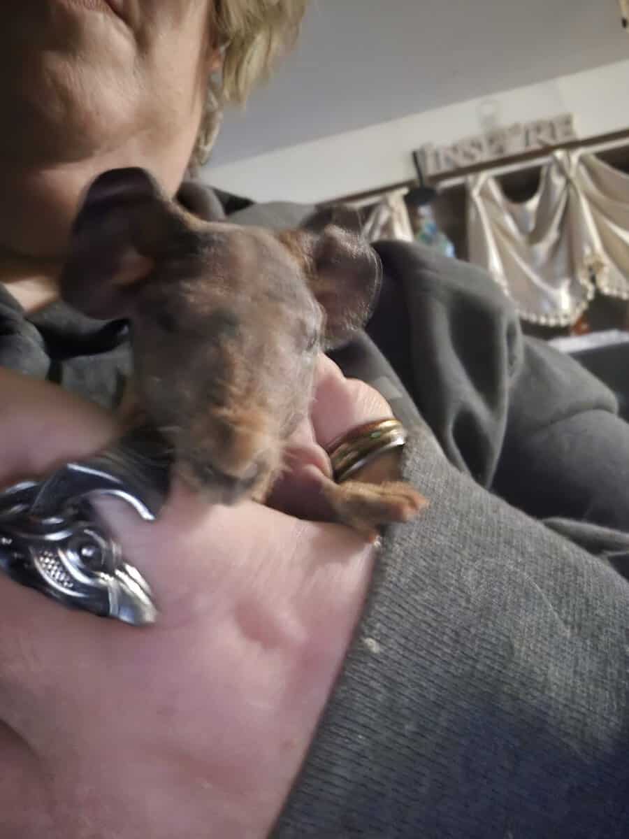 Skinny pig babies for rehoming image 7
