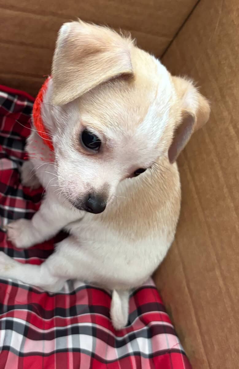 Puppies for sale image 1