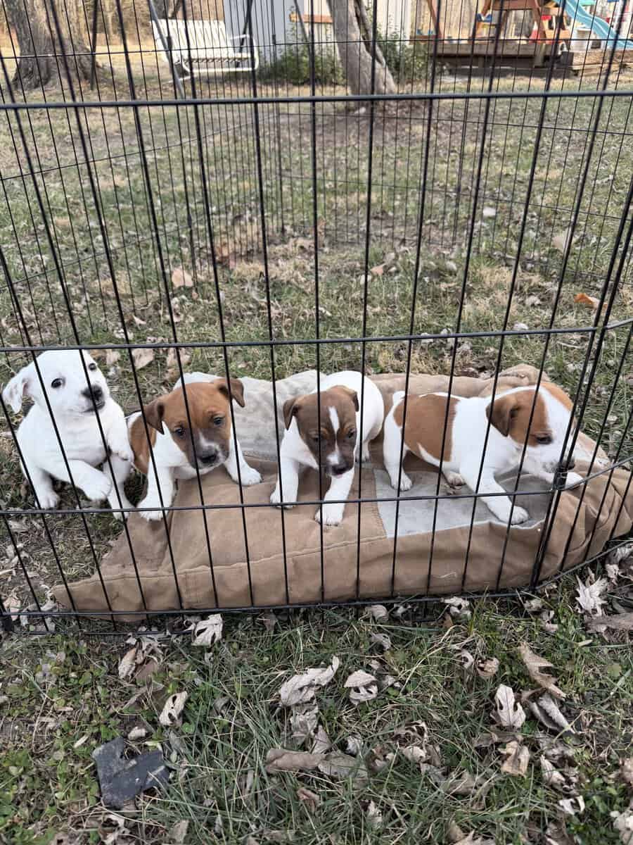 Puppies - Jack Russell image 1