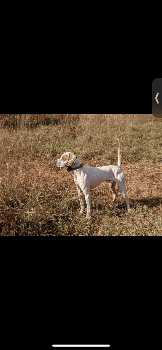 For Sale Two Started English Pointers image 1