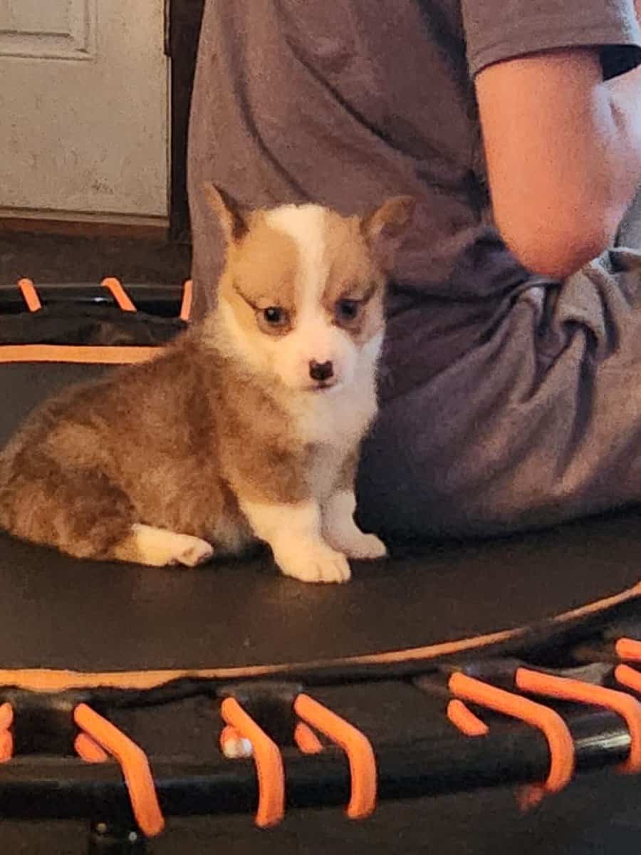 Corgi puppies image 1