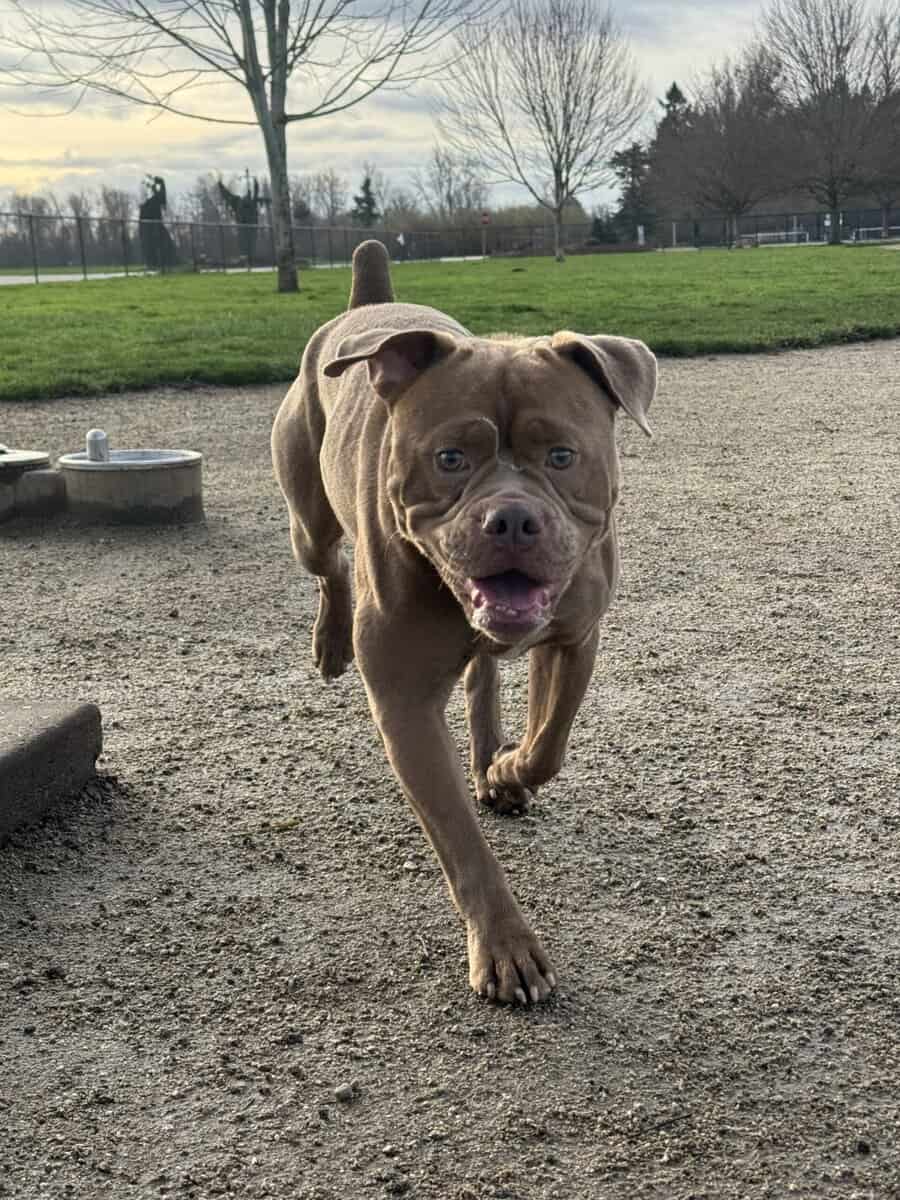 bully mastiff image 3