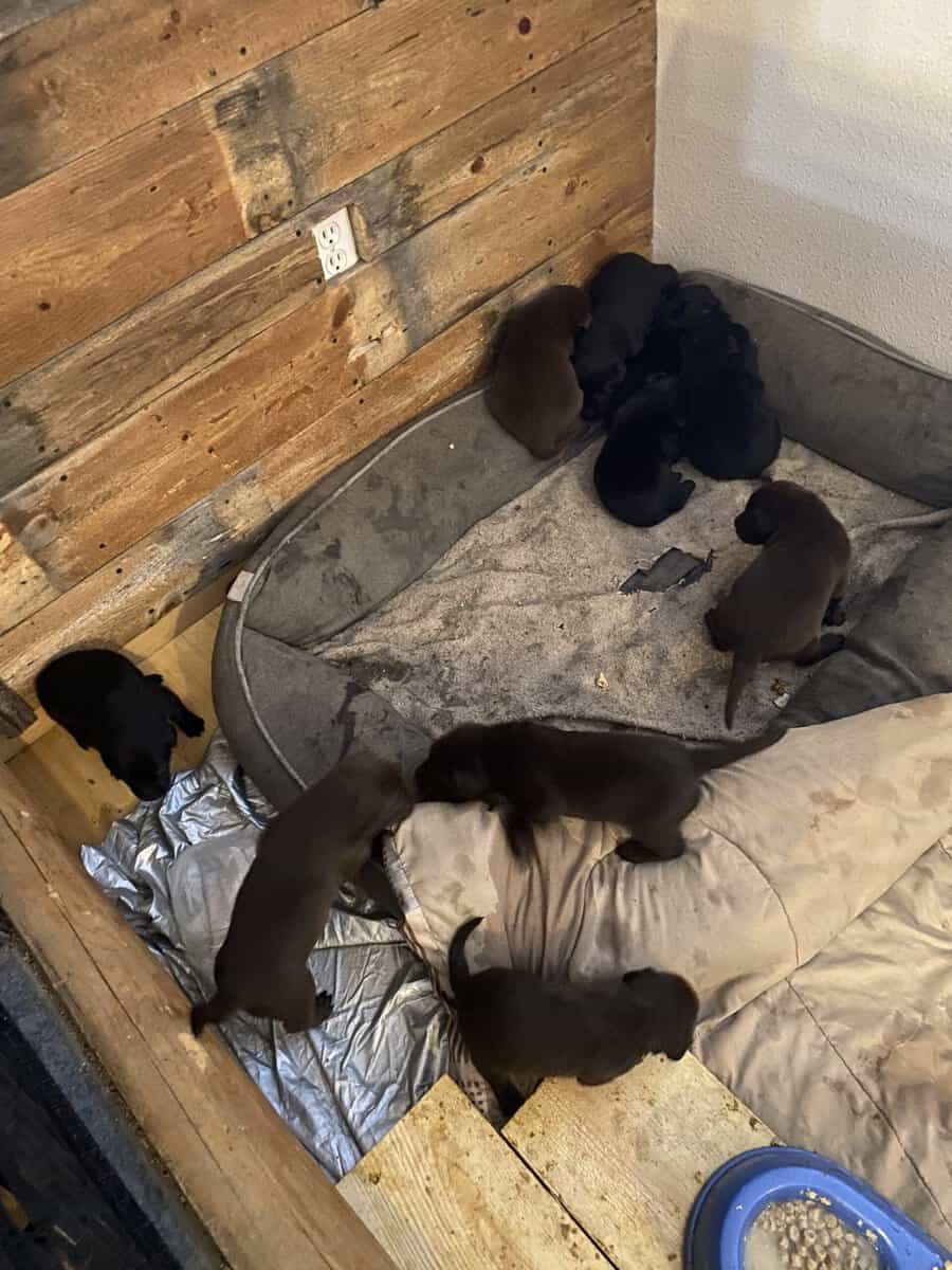 Lab puppies image 3