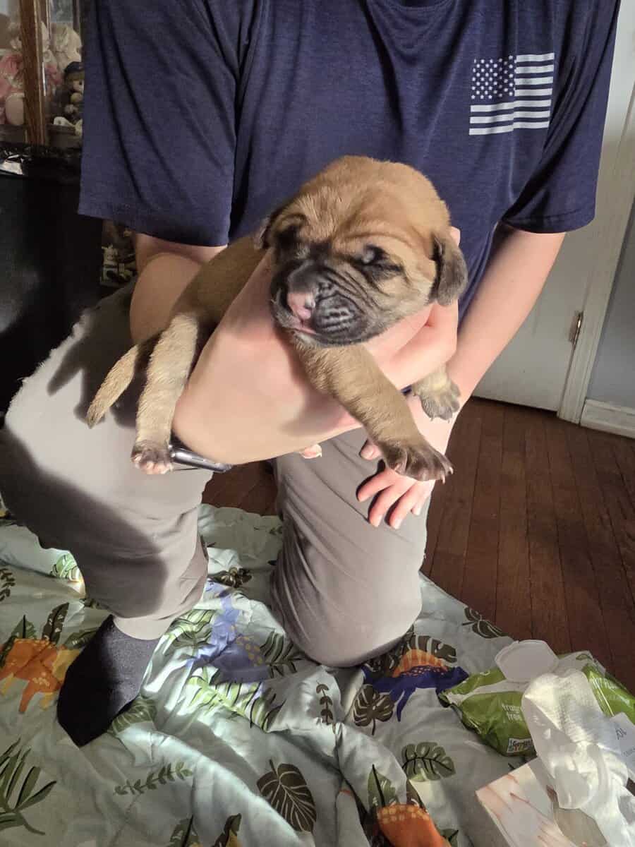 English mastiffs puppies for sale image 5