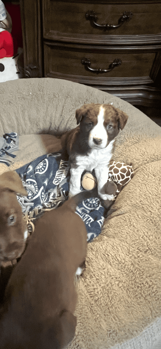 Puppies available very soon image 6