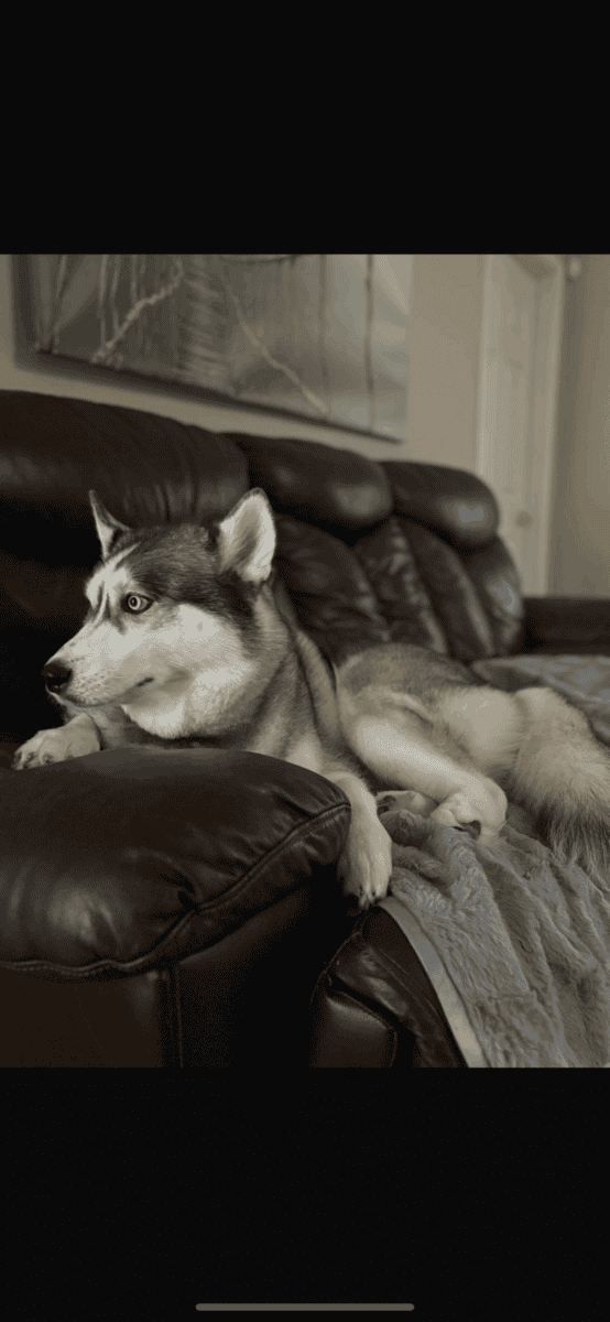 Forever home for friendly adorable Sasha. image 1