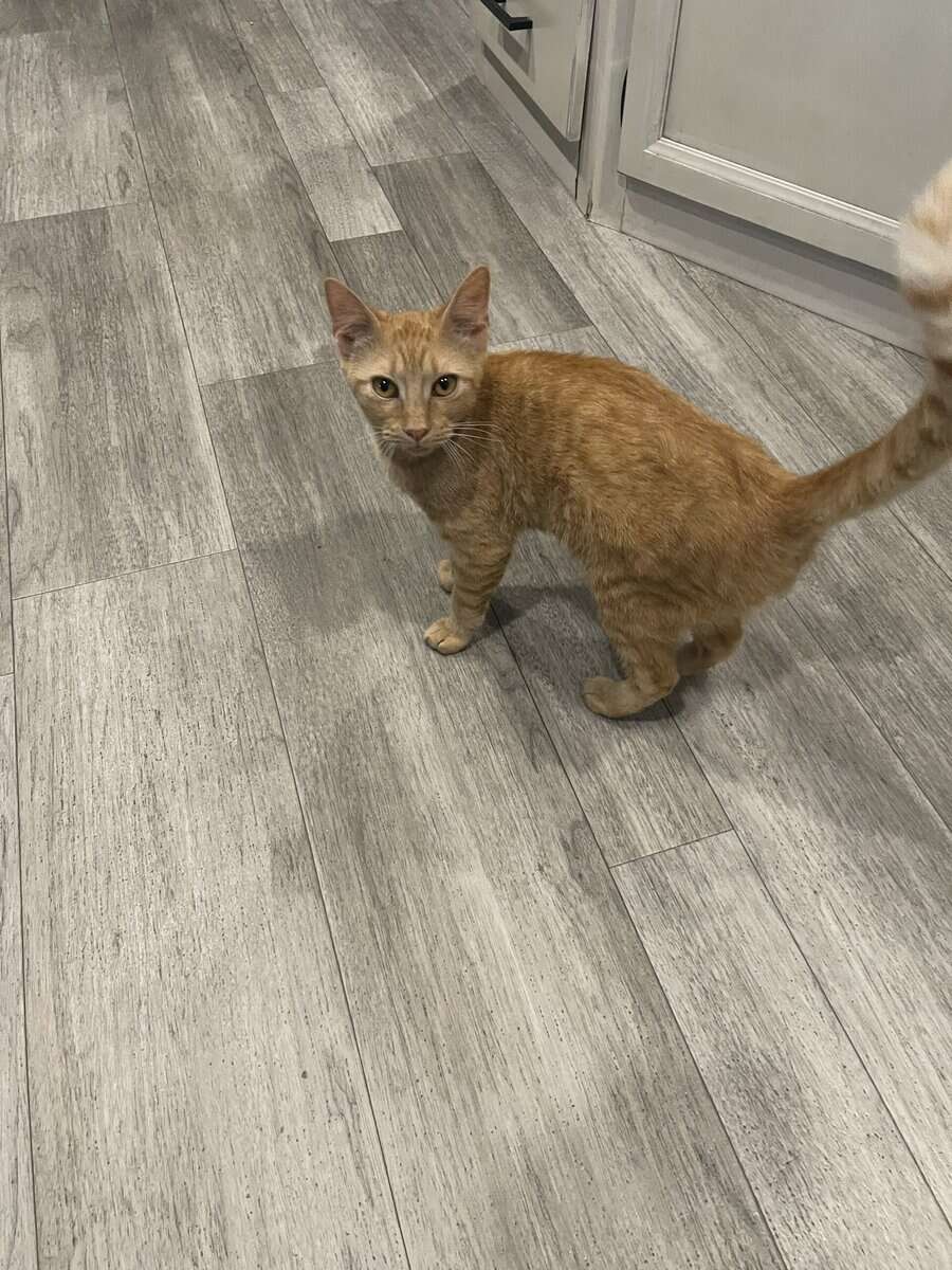 Male orange tabby. About 4 months old. image 1