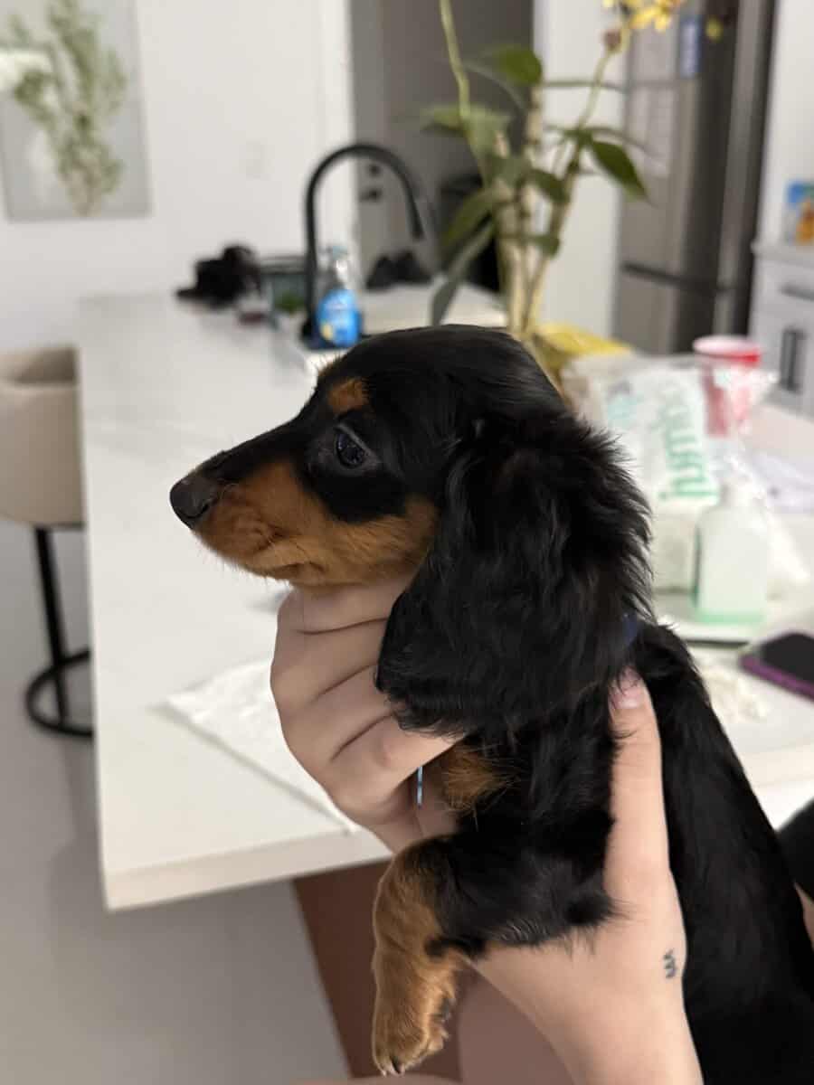 Mini hairy dachshund image 3