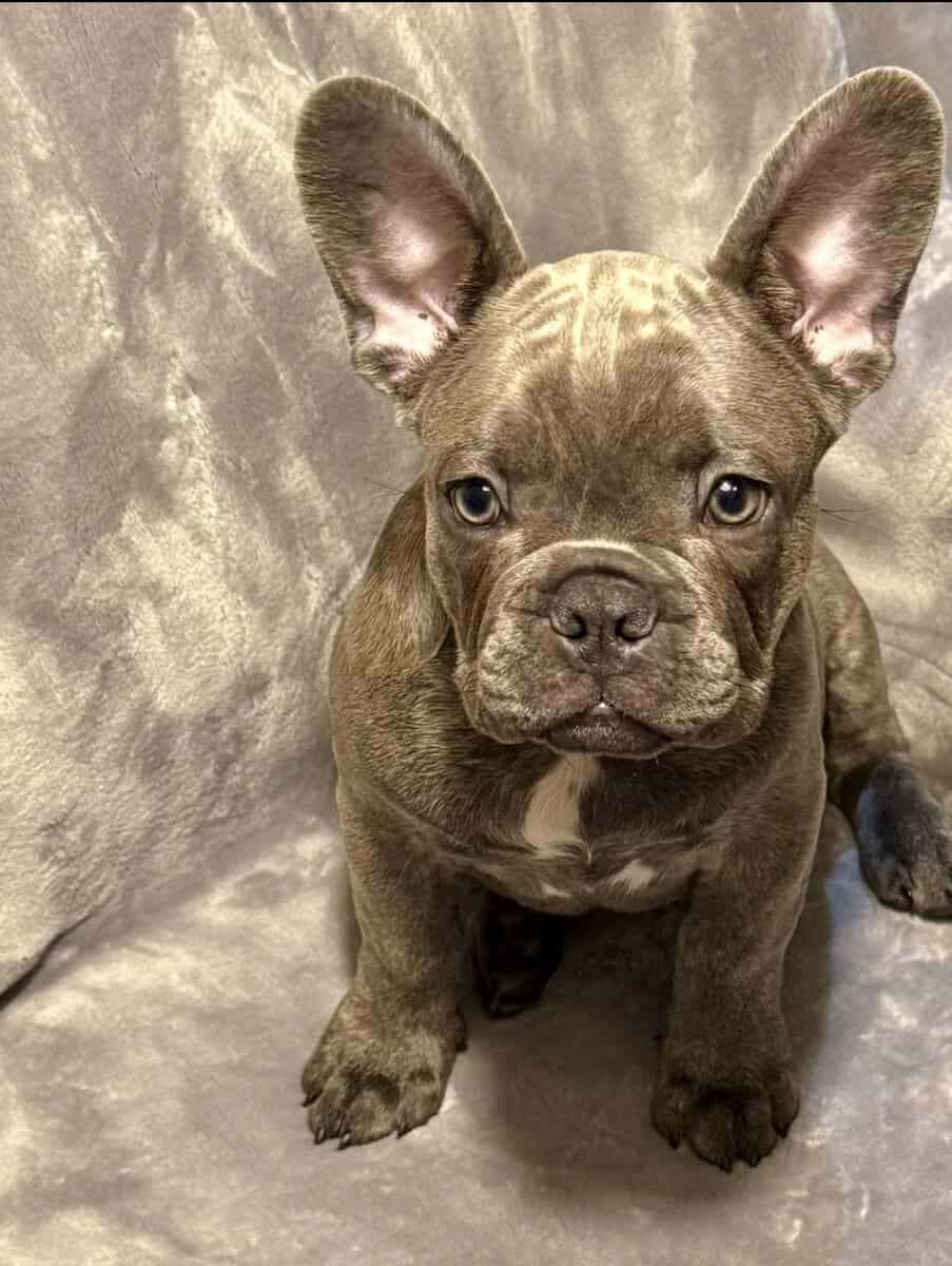 Cute frenchies image 3
