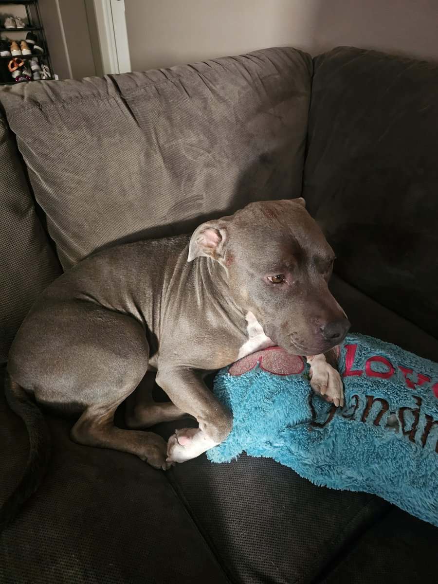 2 Blue nose pitbull siblings image 3