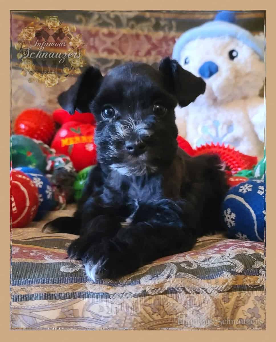 Miniature Schnauzer image 2