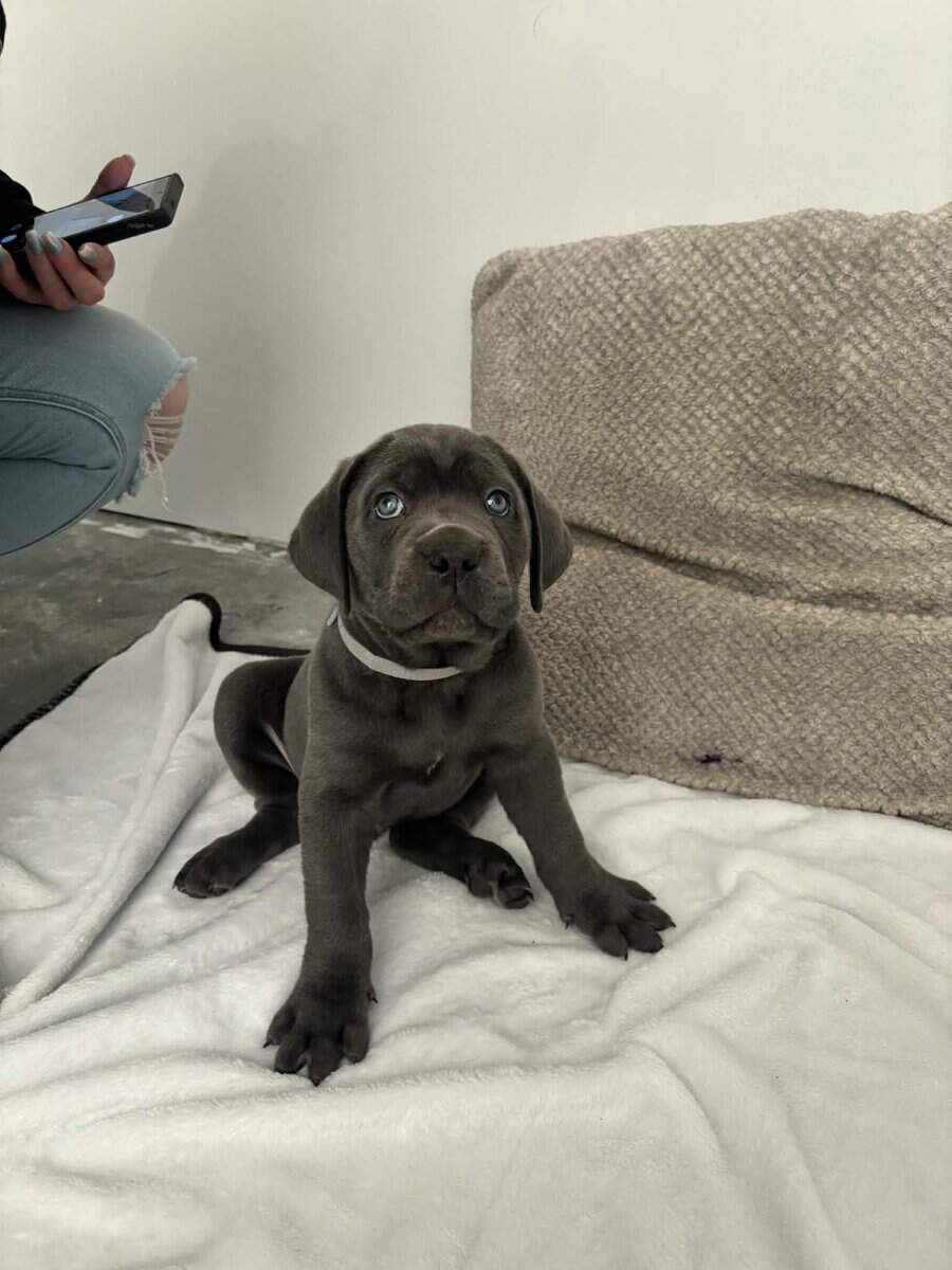 Cane corso puppies image 2
