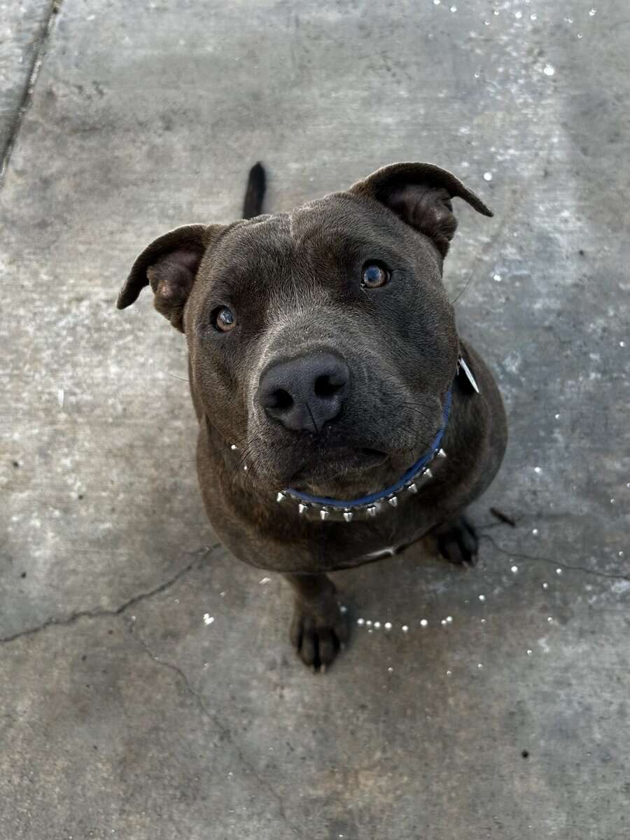 Friendly cute pitbull image 1