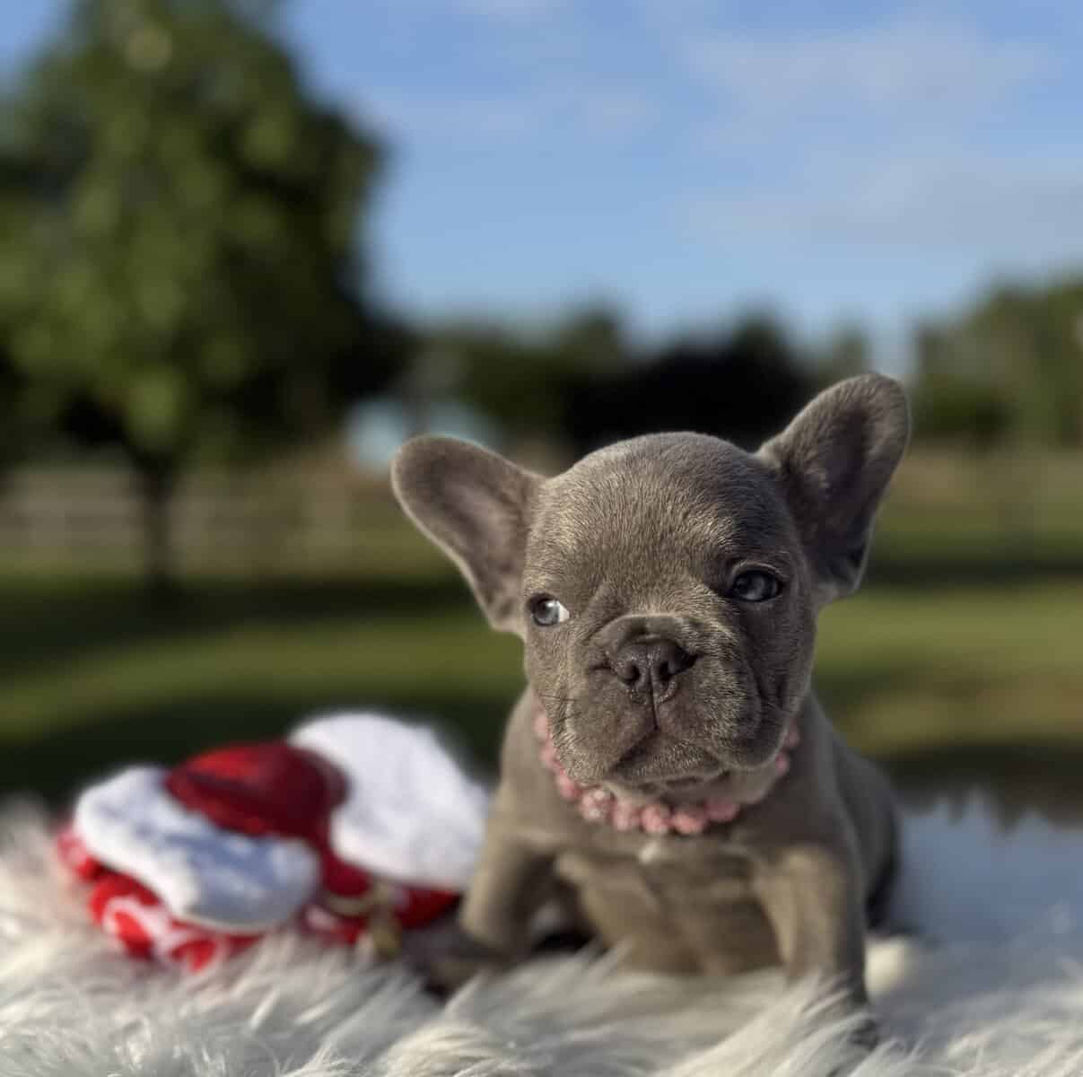 Lilac Brindle Female French Bulldog image 2