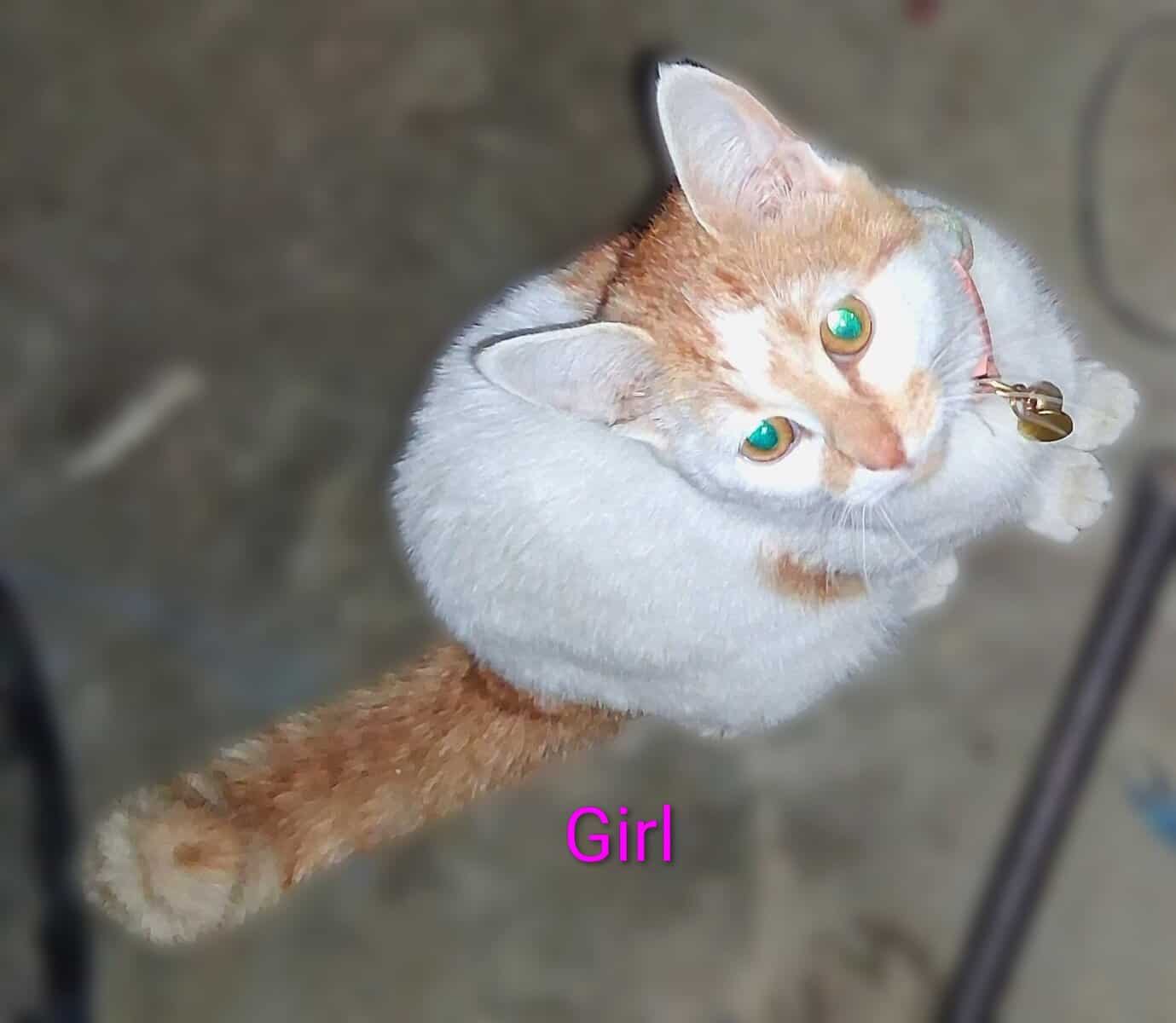 BESTIES 🐱+🐱=❤️3m old Boy&Girl Seeks Loving Home image 4