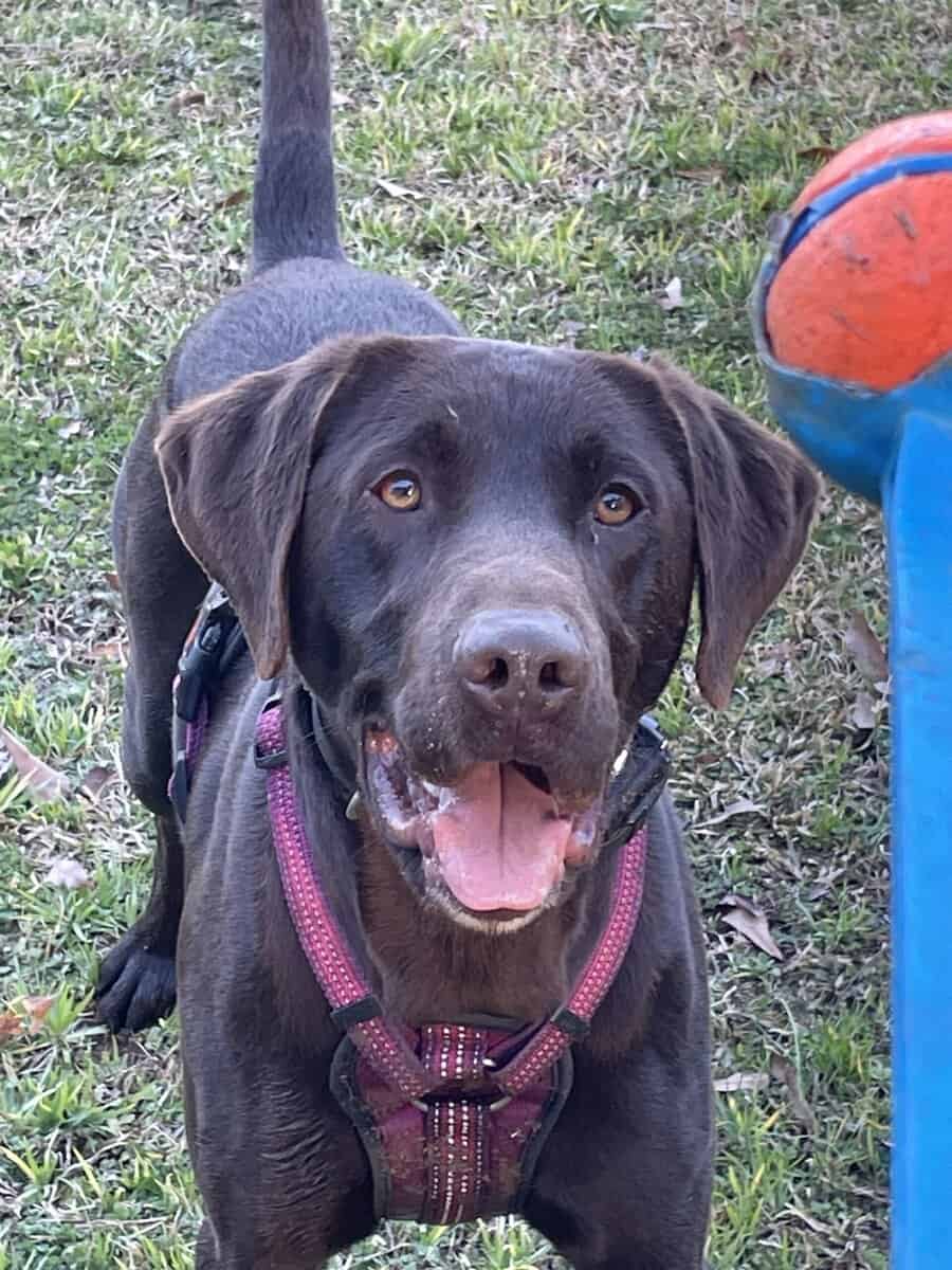 Lab mix Germán shorthaired pointer image 1