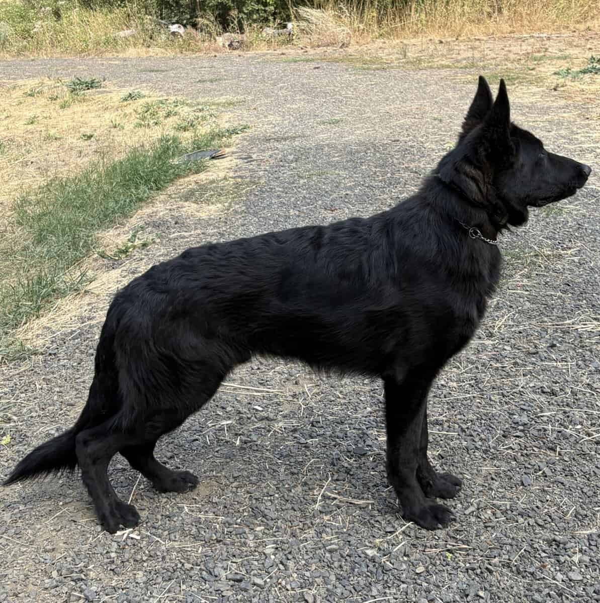Black and Sable German Shepherd Puppies image 9