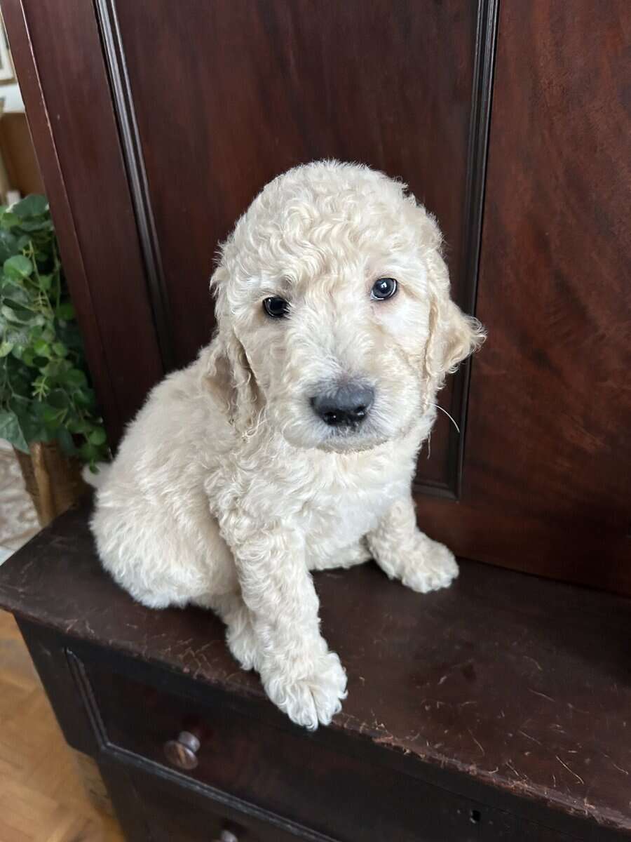 Beautiful Goldendoodle puppies image 6