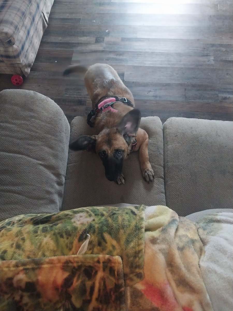 Three year old unspayed Corgi Belgium Malinois mix image 1