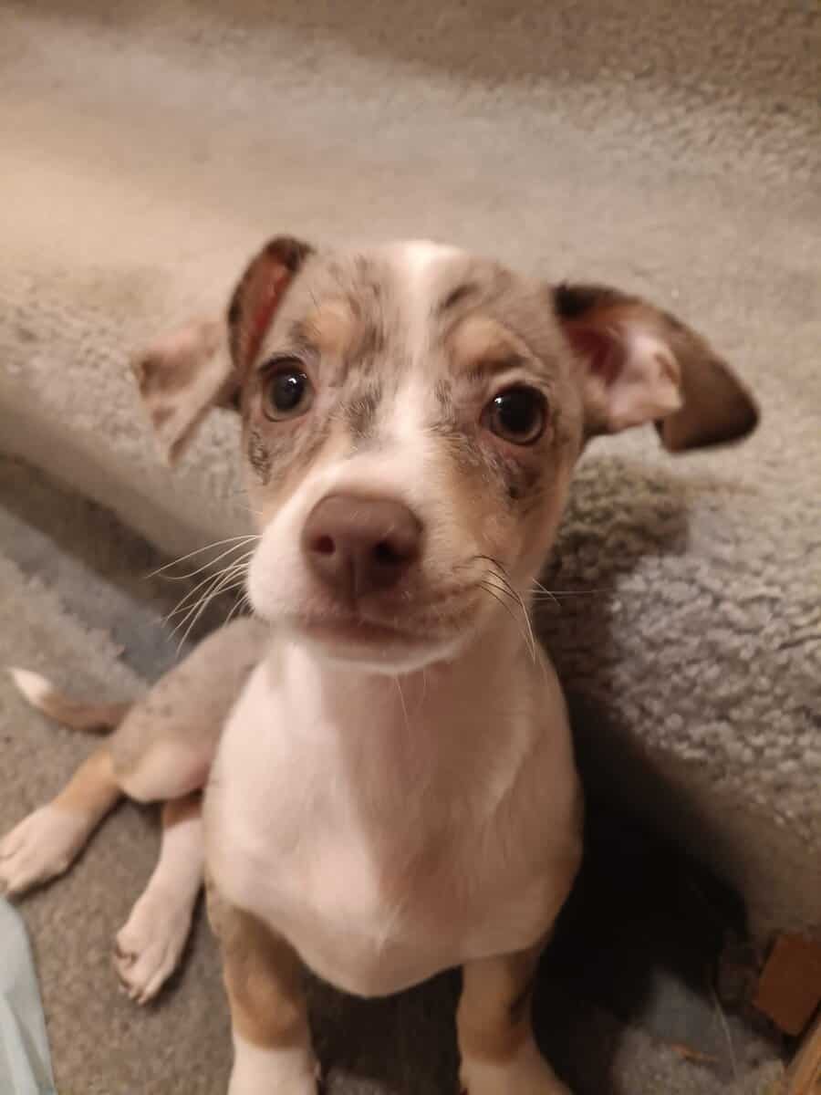Chiweenie puppy 6/6 Merle image 13